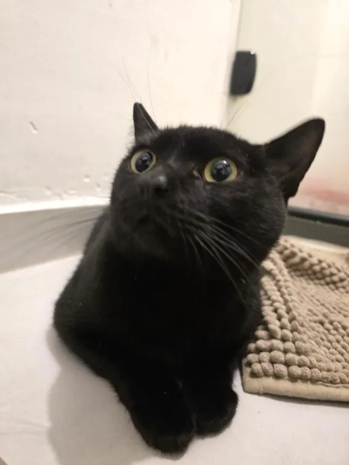 Gato raça SRD-ViraLata idade 7 a 11 meses nome 15 gatos