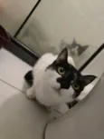 15 gatos
