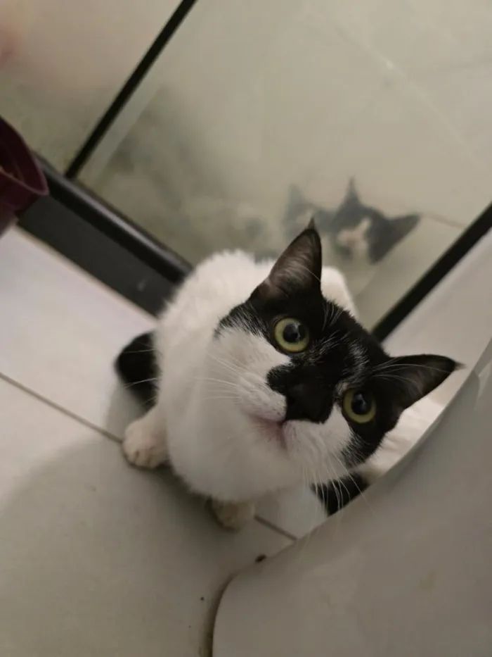 Gato raça SRD-ViraLata idade 7 a 11 meses nome 15 gatos