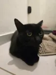 15 gatos
