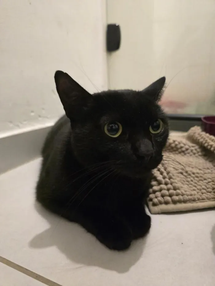 Gato raça SRD-ViraLata idade 7 a 11 meses nome 15 gatos