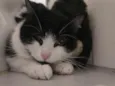 15 gatos
