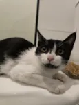 15 gatos
