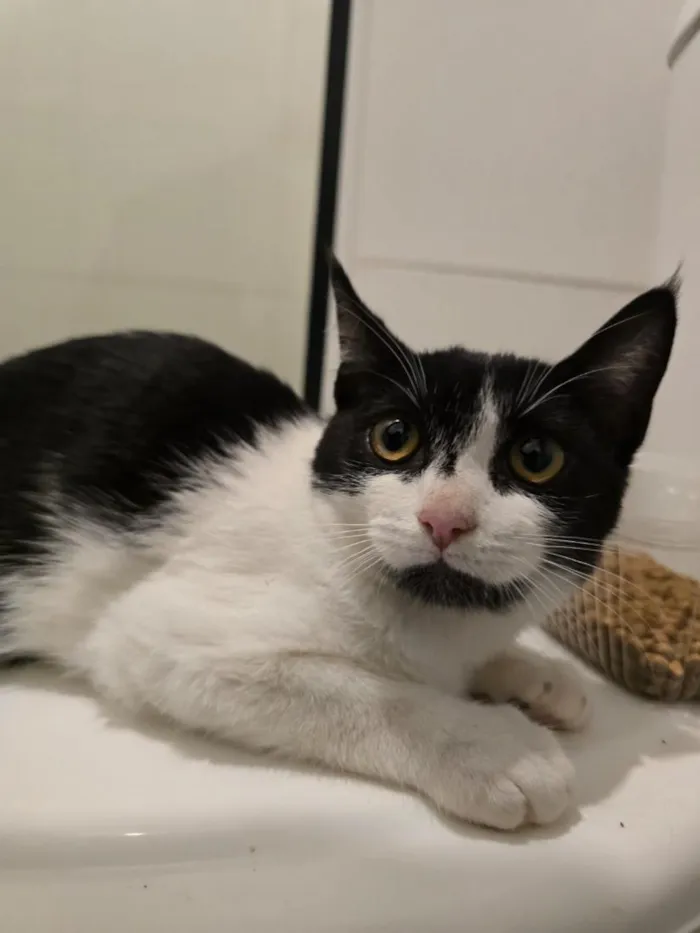 Gato raça SRD-ViraLata idade 7 a 11 meses nome 15 gatos