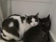 15 gatos