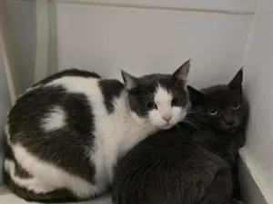 Gato raça SRD-ViraLata idade 7 a 11 meses nome 15 gatos