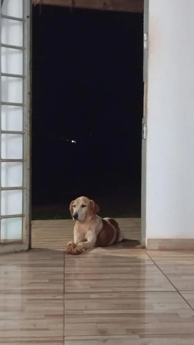 Cachorro raça SRD-ViraLata idade 2 a 6 meses nome Fêmea 