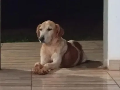Cachorro raça SRD-ViraLata idade 2 a 6 meses nome Fêmea 