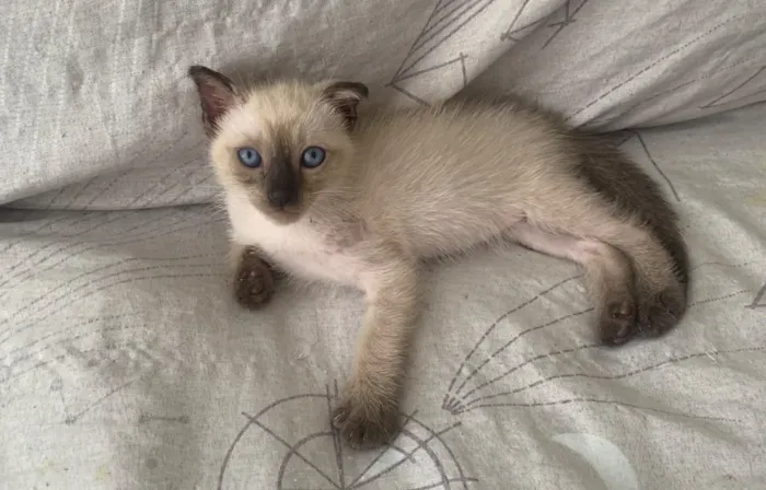 Gato raça Siamês idade 2 a 6 meses nome Não possui nome