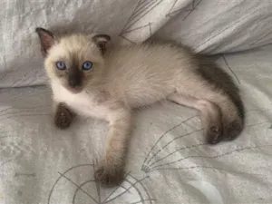Gato raça Siamês idade 2 a 6 meses nome Não possui nome