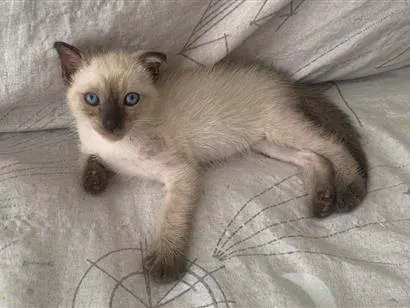 Gato raça Siamês idade 2 a 6 meses nome Não possui nome