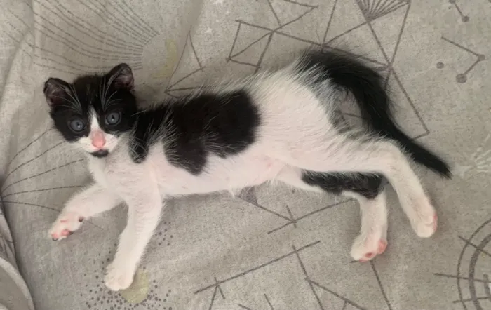 Gato raça SRD-ViraLata idade 2 a 6 meses nome Não possui nome