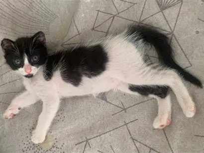 Gato raça SRD-ViraLata idade 2 a 6 meses nome Não possui nome