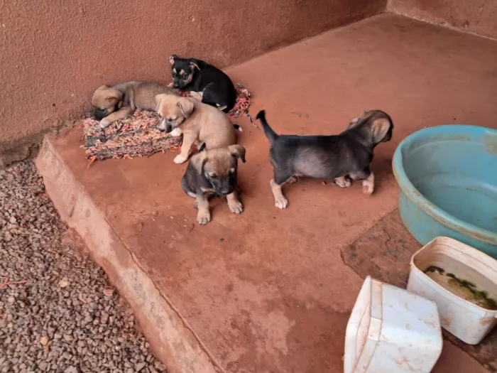 Cachorro raça SRD-ViraLata idade 2 a 6 meses nome sem nome 