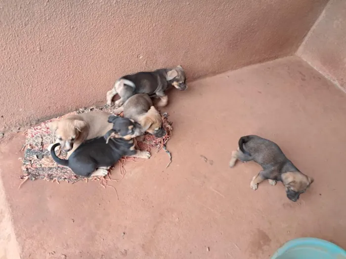 Cachorro raça SRD-ViraLata idade 2 a 6 meses nome sem nome 