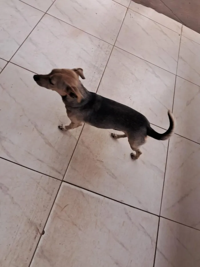 Cachorro raça SRD-ViraLata idade 2 a 6 meses nome sem nome 
