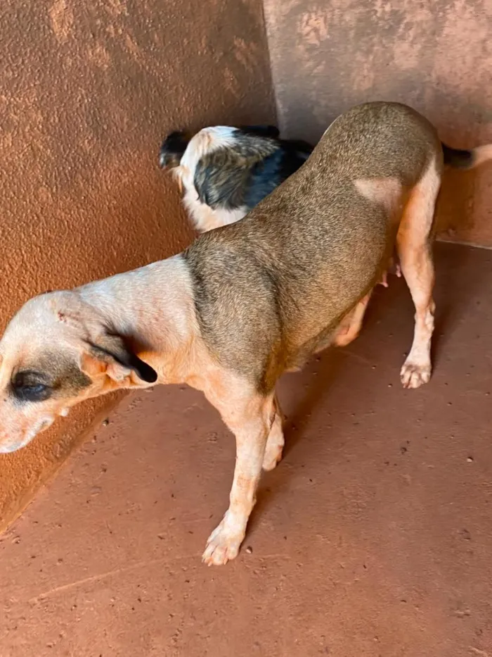 Cachorro raça SRD-ViraLata idade 2 a 6 meses nome sem nome 
