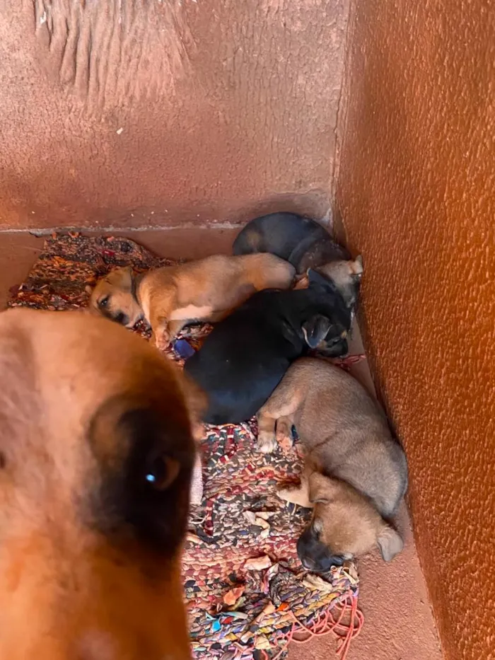 Cachorro raça SRD-ViraLata idade 2 a 6 meses nome sem nome 
