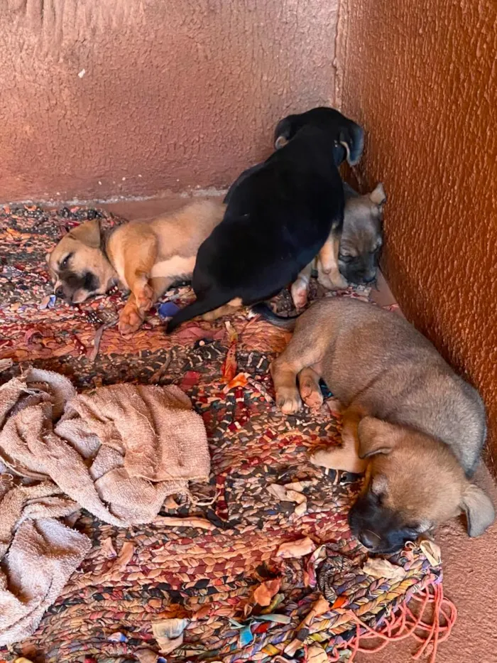 Cachorro raça SRD-ViraLata idade 2 a 6 meses nome sem nome 