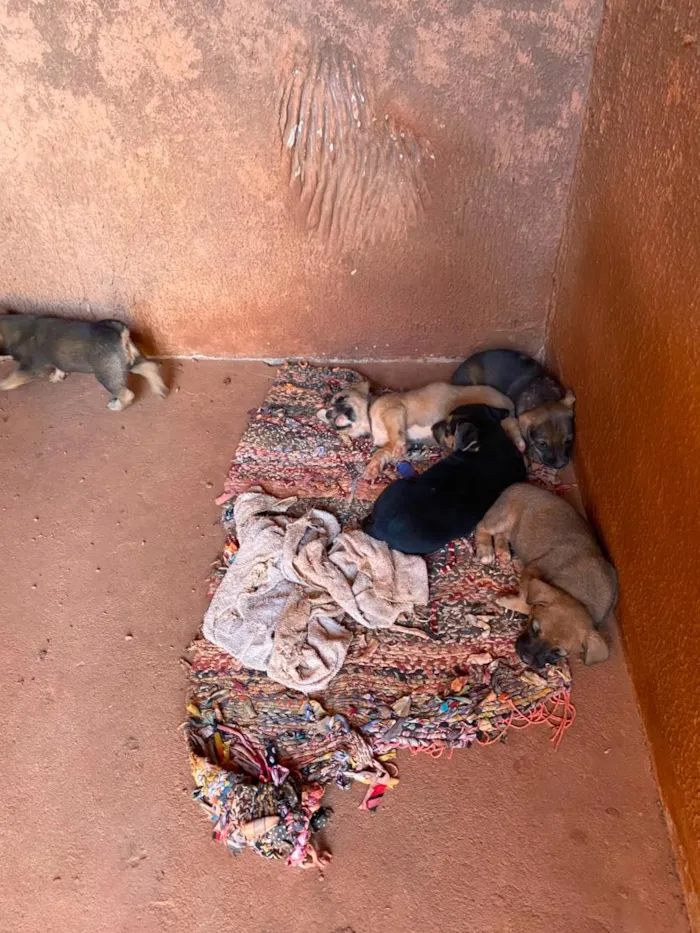 Cachorro raça SRD-ViraLata idade 2 a 6 meses nome sem nome 