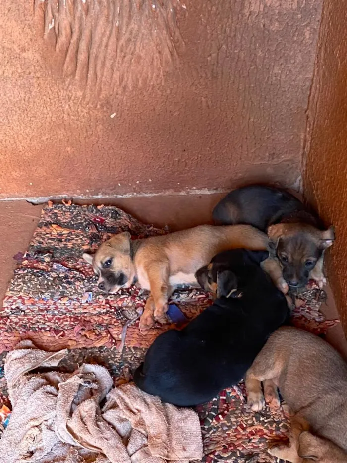Cachorro raça SRD-ViraLata idade 2 a 6 meses nome sem nome 