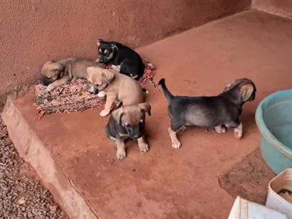 Cachorro raça SRD-ViraLata idade 2 a 6 meses nome sem nome 