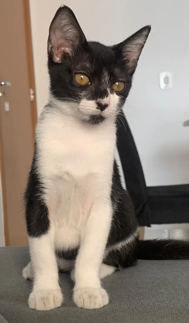Gato raça SRD-ViraLata idade 7 a 11 meses nome Não possui nome