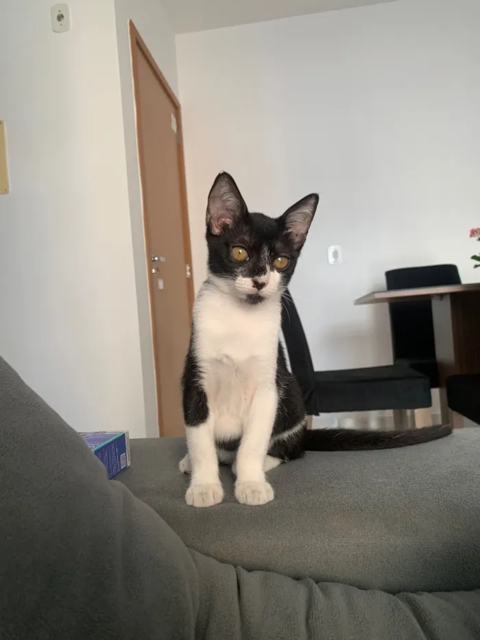 Gato raça SRD-ViraLata idade 7 a 11 meses nome Não possui nome