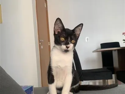 Gato raça SRD-ViraLata idade 7 a 11 meses nome Não possui nome