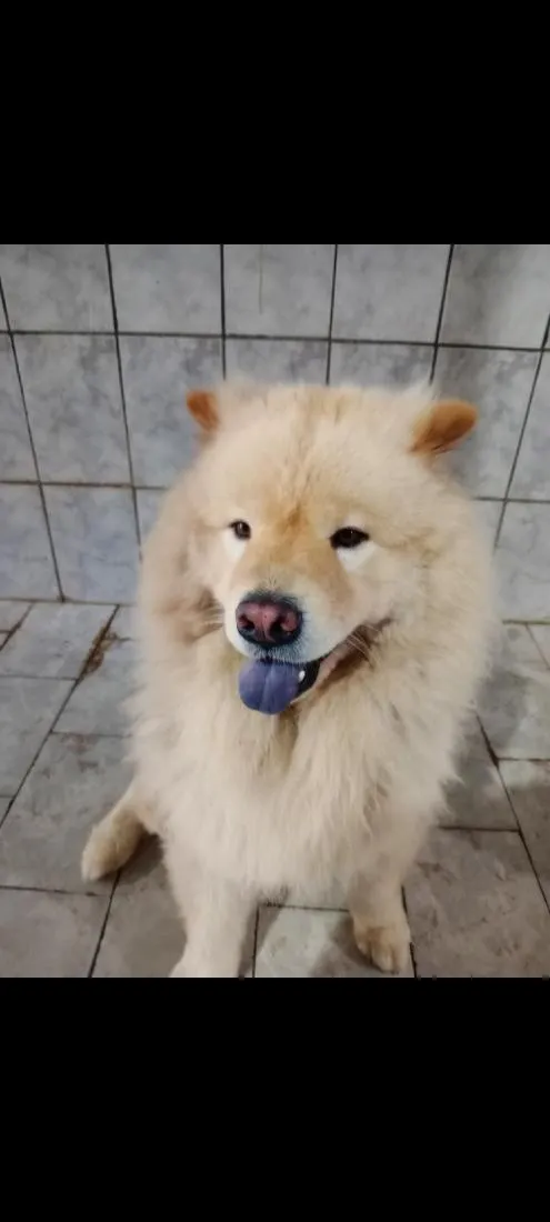 Cachorro raça Cocker idade 2 anos nome Theo 