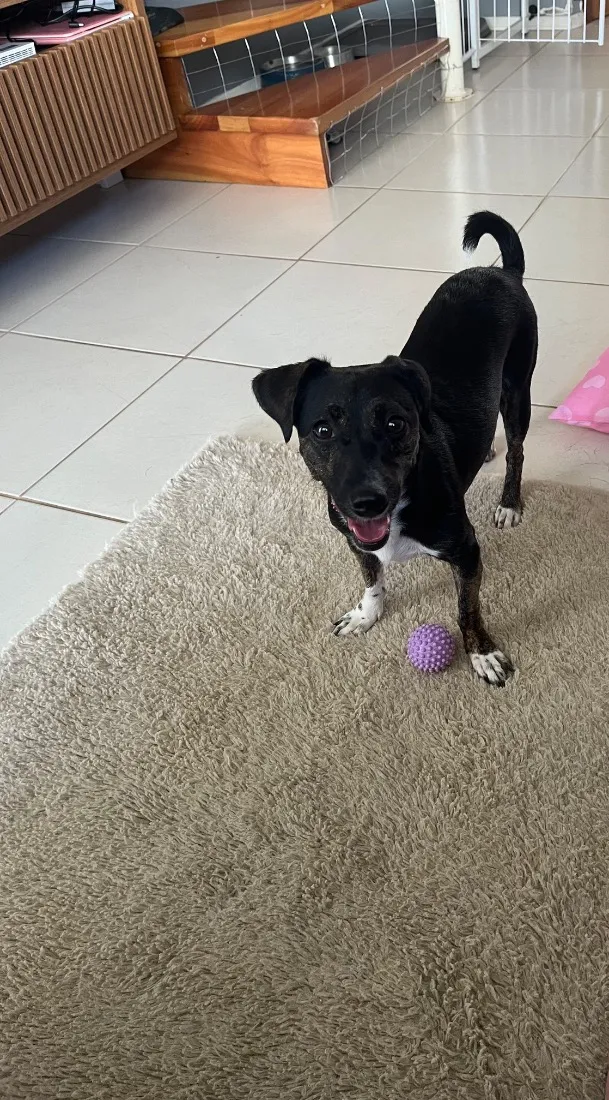 Cachorro raça SRD-ViraLata idade 2 a 6 meses nome Sol 