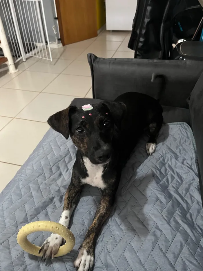 Cachorro raça SRD-ViraLata idade 2 a 6 meses nome Sol 