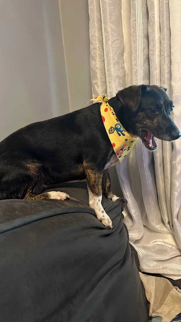 Cachorro raça SRD-ViraLata idade 2 a 6 meses nome Sol 