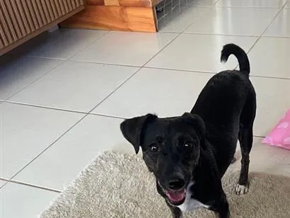 Cachorro raça SRD-ViraLata idade 2 a 6 meses nome Sol 