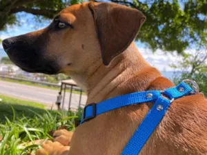 Cachorro raça SRD-ViraLata idade 7 a 11 meses nome Barth 