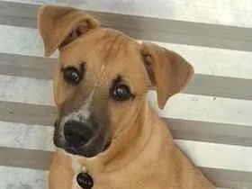 Cachorro raça SRD-ViraLata idade 2 a 6 meses nome Billy