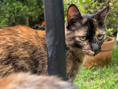 Gato raça SRD-ViraLata idade 4 anos nome Maia