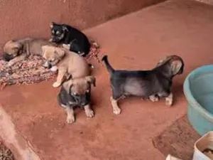 Cachorro raça SRD-ViraLata idade 2 a 6 meses nome sem nome 