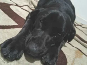 Cachorro raça Labrador idade 7 a 11 meses nome Jade