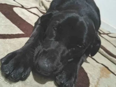 Cachorro raça Labrador idade 7 a 11 meses nome Jade