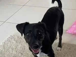 Cachorro raça SRD-ViraLata idade 2 a 6 meses nome Sol 