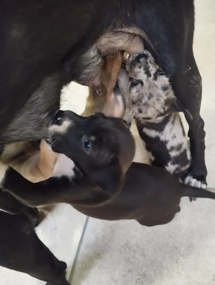 Cachorro raça SRD-ViraLata idade 2 a 6 meses nome Filhotes 