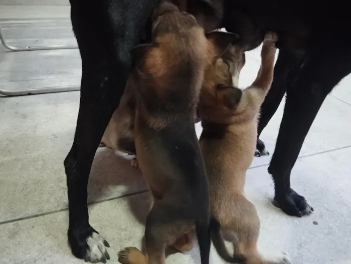 Cachorro raça SRD-ViraLata idade 2 a 6 meses nome Filhotes 