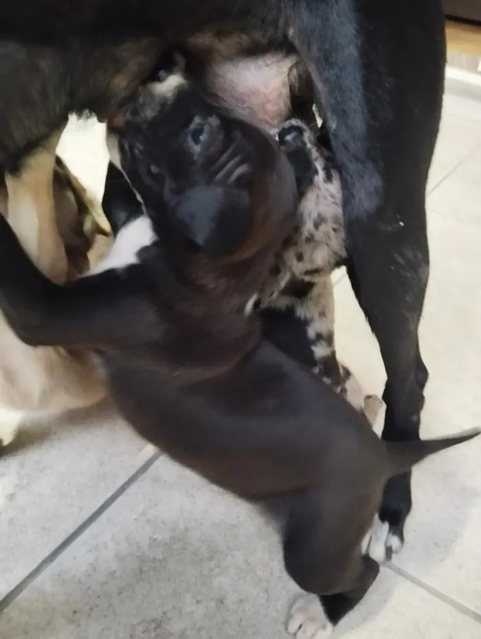 Cachorro raça SRD-ViraLata idade 2 a 6 meses nome Filhotes 