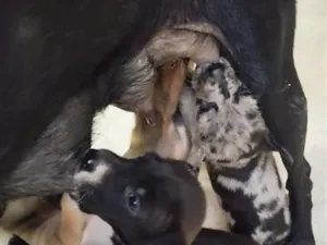Cachorro raça SRD-ViraLata idade 2 a 6 meses nome Filhotes 