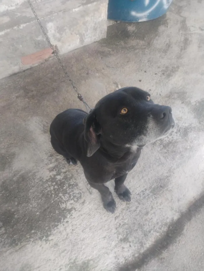 Cachorro raça SRD-ViraLata idade 4 anos nome Braddock