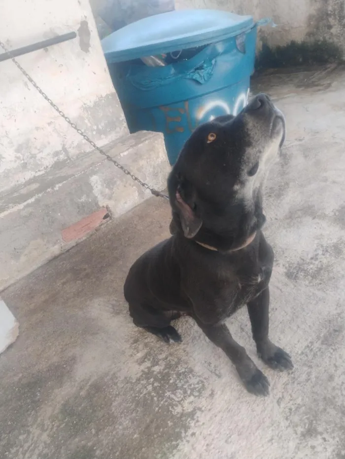 Cachorro raça SRD-ViraLata idade 4 anos nome Braddock