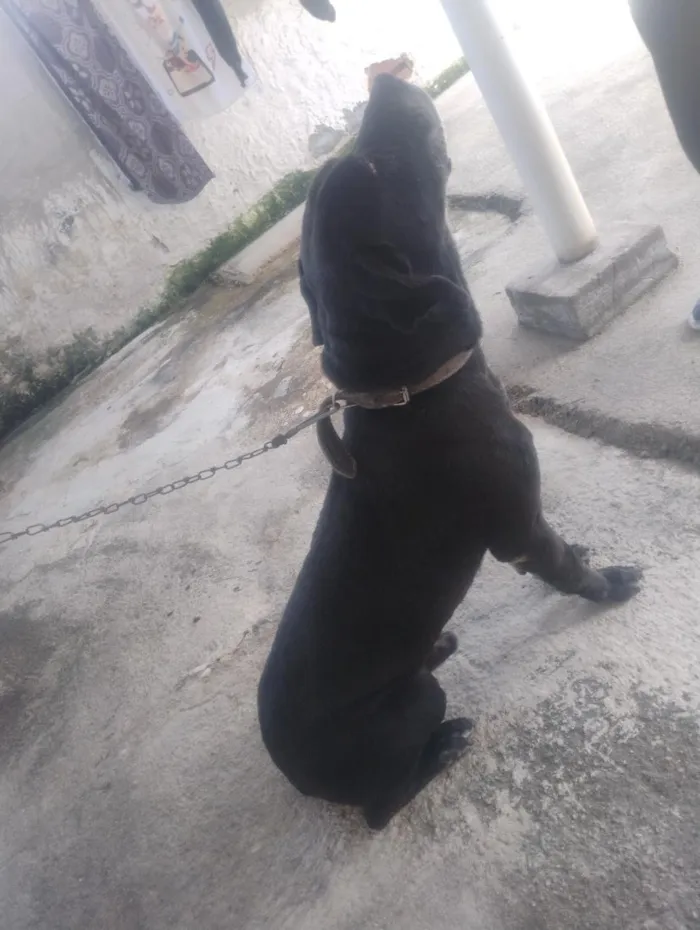 Cachorro raça SRD-ViraLata idade 4 anos nome Braddock