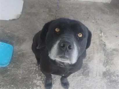 Cachorro raça SRD-ViraLata idade 4 anos nome Braddock