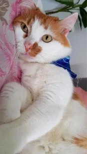 Gato raça Angorá idade 4 anos nome MAX